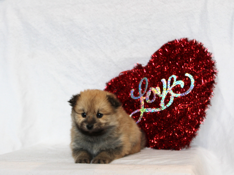 puppy, for, sale, Pomeranian, Matthew B. Stoltzfus, dog, breeder, Gap, PA, dog-breeder, puppy-for-sale, forsale, nearby, find, puppyfind, locator, puppylocator, aca